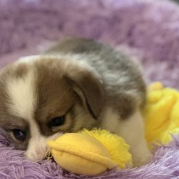 Green Collar Boy - Sable male Pembroke Welsh Corgi puppy in Marble Falls, Texas from Wind Mountain Corgis