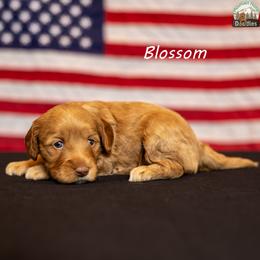 Blossom - Apricot female Australian Labradoodle puppy in Cashmere, Washington from Mountain Home Doodles