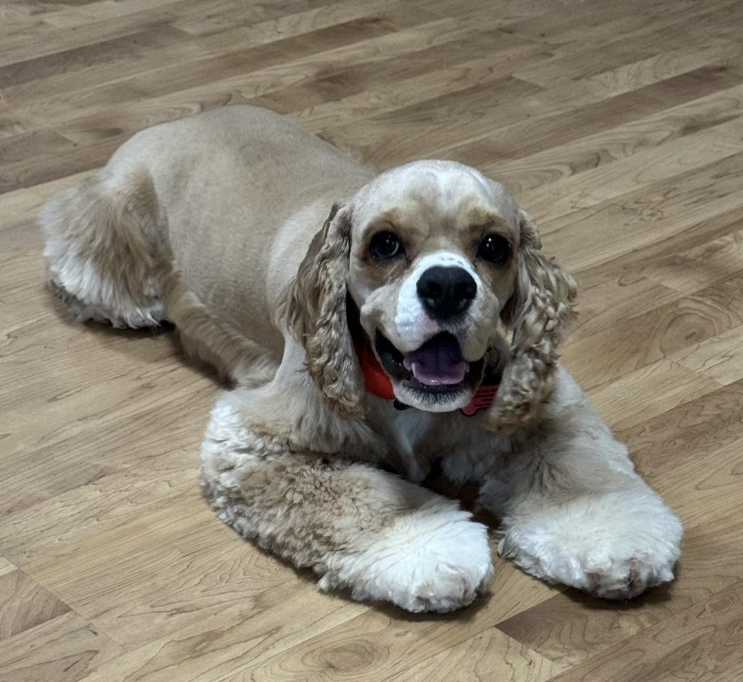 K&M Cocker Spaniels in Texas | Cocker Spaniel puppies | Good Dog