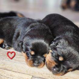 Rottweiler Puppies from Pearce Rottweilers