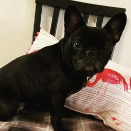 French Bulldog All Grown Up from Willows French Bulldogs