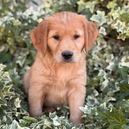 AKC Titles, OFA, DNA Clear - Dark golden male Golden Retriever puppy in San Martin, California from Church Creek Retrievers