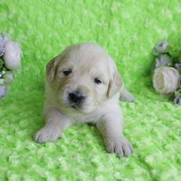 Purple Female-Parents Have Excellent Health Test's - Light golden female Golden Retriever puppy in Pasadena, Maryland from Promise Land
