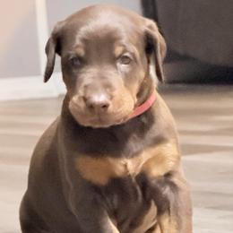 Girl 2 - Red and rust female Doberman Pinscher puppy in Vicksburg, Mississippi from Mississippi K9 Kennel