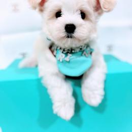 Prince - Cream male Maltipoo puppy in Tracy, California from Royallpoos