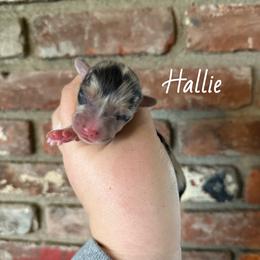 Hallie - Blue merle and white female American Corgi puppy in Anderson, California from Flying K Corgis