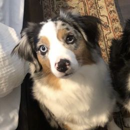 Aussiedoodles and Miniature Australian Shepherds from Dazy Mayze Mini Aussies and Aussiedoodles