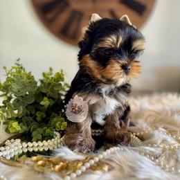 Aster 4,813 - Black and tan male Yorkshire Terrier puppy in Pittsburg, California from Crystal Garden Yorkies