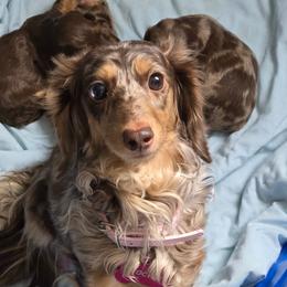 Mocha - Dachshund
