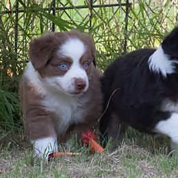 Miniature Australian Shepherd Puppies from Sand Dollar Aussies