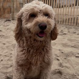 Goldendoodles from Juney Bear Doodles