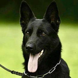 Roxxy - German Shepherd