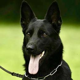 Roxxy - German Shepherd