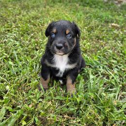 Jake - Black tri-color male Australian Shepherd puppy in Fort Myers, Florida from U Cross Australian Shepherds