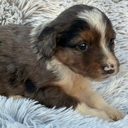 Bear - Blue merle male Aussiedoodle puppy in Ambrose, Georgia from Brandilyn's Aussies
