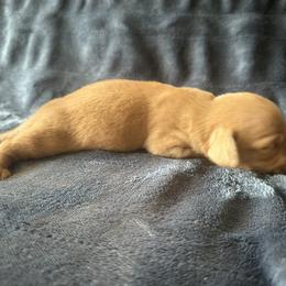 Dachshund Puppies from Carranza Puppy Farm