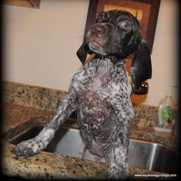 German Shorthaired Pointer Puppies from Keystone Gun Dogs/vom Schlussstein Shorthairs