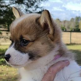 Pembroke Welsh Corgis from Longacres Farm