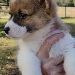 Pembroke Welsh Corgis from Longacres Farm