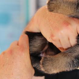 German Shepherd Puppies from Broward Shepherds