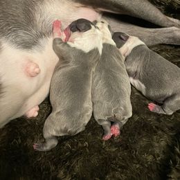 Boston Terrier Puppies from Angie's Little Bostons