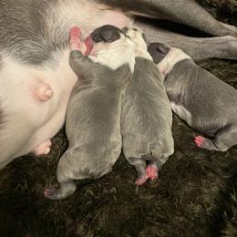 Boston Terrier Puppies from Angie's Little Bostons