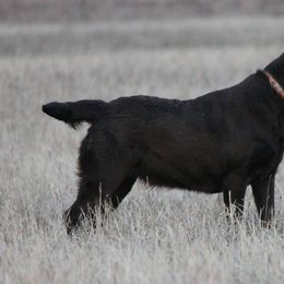 Labrador Retrievers from Goggins Lonestar Farms