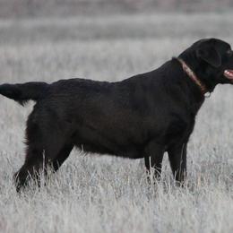 Labrador Retrievers from Goggins Lonestar Farms