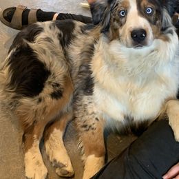 Australian Shepherd All Grown Up from OakHaven Acres Aussies
