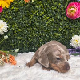 Tommy - Dapple male Dachshund puppy in Jackson, Tennessee from BlackPine Kennels