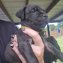 Yellow collar female - Black brindle female Cane Corso puppy in Granbury, Texas from La Muerte Corso Kennel