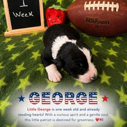 George - Black and white male Sheepadoodle puppy in Glen Rose, Texas from Clevenger’s Sheepadoodle Fur Baby Farm