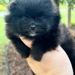Black girl - Black female Pomeranian puppy in Youngstown, Ohio from Peachy Pomeranians
