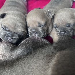 French Bulldog Puppies from Upcountry Frenchies