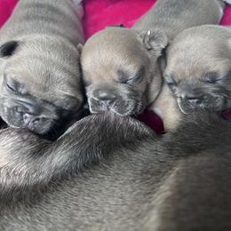 French Bulldog Puppies from Upcountry Frenchies