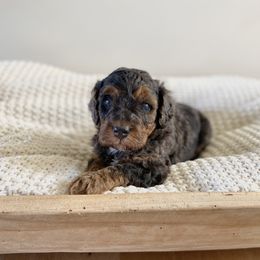 Bernedoodle, Goldendoodle, and Poodle Puppies from Central Valley Canine Companions