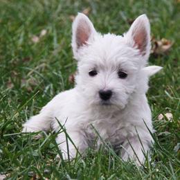 West Highland White Terrier Puppies from The West Acres