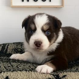 Miniature Australian Shepherd Puppies from Bear Pond Aussies