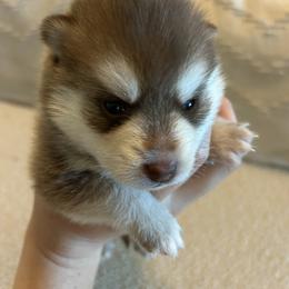Pomsky Puppies from Pomsky Hills