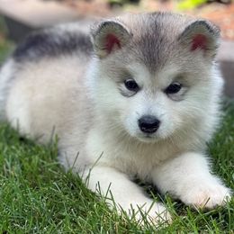 Girl 5 - Gray and white female Alaskan Malamute puppy in Ramsey, Minnesota from Windchaser Kennels