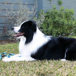 Australian Shepherds and Border Collies from Spotlights Australian shepherds and Border collies