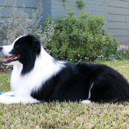 Australian Shepherds and Border Collies from Spotlights Australian shepherds and Border collies