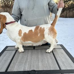 Ella - Basset Hound