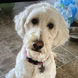 Goldendoodles and Labradoodles from Cloverdale Doodles LLC.