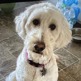 Goldendoodles and Labradoodles from Cloverdale Doodles LLC.