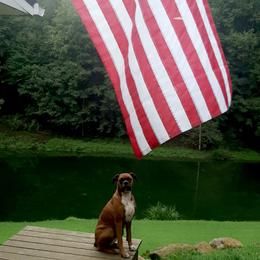 Ellie - Boxer