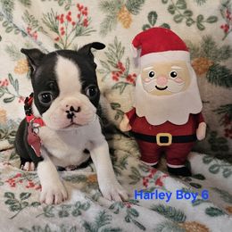 Boy 6 Red Collar - Black and white male Boston Terrier puppy in Gore, Oklahoma from Ford's Traditional and Colored Boston Terriers