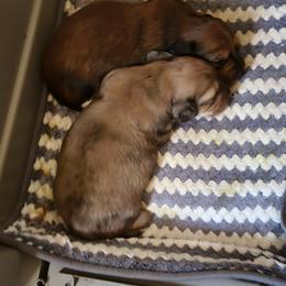 Dachshund Puppies from CLARK'S BREEDING PROGRAM