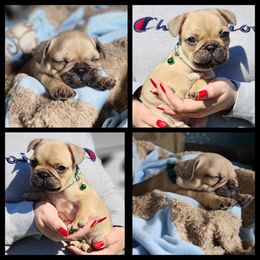 French Bulldog Puppies from Danielle's Frenchies