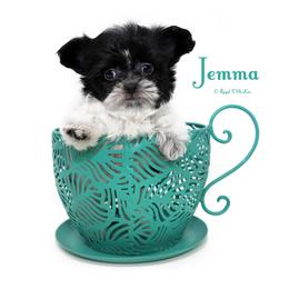 Jemma - Black female Mi-Ki puppy in Elizabeth, Colorado from Royal T Mi-Kis